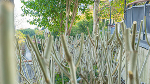 户外干枯植物景象