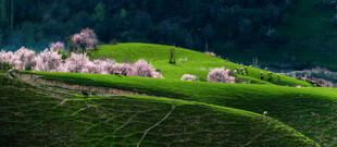 草原上的羊群悠然吃草