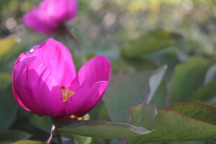 娇艳盛开的粉色荷花
