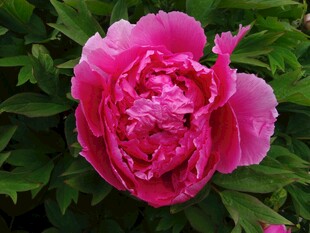 娇艳盛开的粉色牡丹花