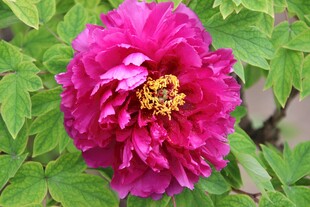 娇艳盛开的紫红色牡丹花