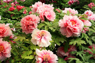 娇艳盛开的粉色牡丹花