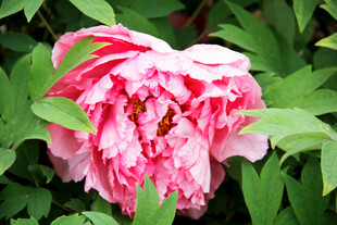 娇艳盛开的粉色牡丹花