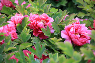 娇艳盛开的粉色牡丹花