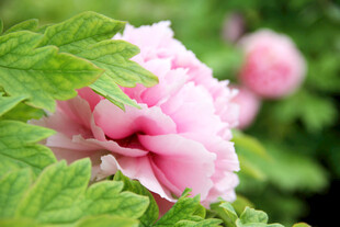 娇艳粉色牡丹花