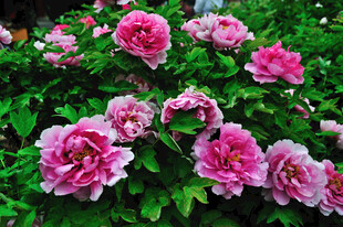 娇艳盛开的粉色牡丹花