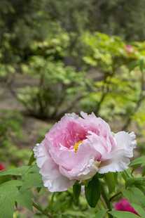 娇艳盛开的粉色牡丹花