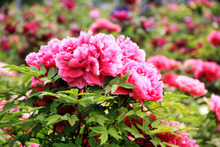 娇艳盛开的粉色牡丹花