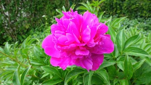 娇艳盛开的粉色牡丹花