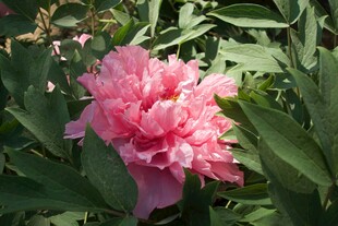 娇艳盛开的粉色牡丹花