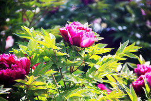 娇艳盛开的粉色牡丹花