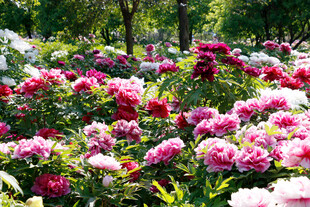 繁花似锦的美丽芍药花丛