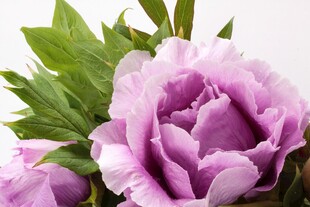 娇艳紫牡丹绽放