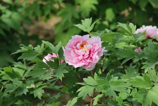 娇艳绽放的粉色牡丹花