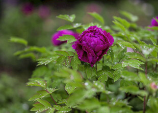 娇艳盛开的紫色牡丹花