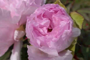 娇艳粉色玫瑰特写