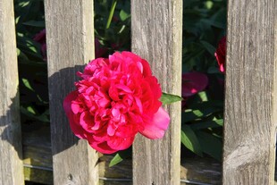 娇艳芍药倚木栅栏盛放