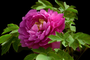 娇艳盛开的紫牡丹