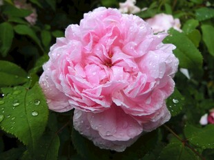 娇艳带露的粉色月季花