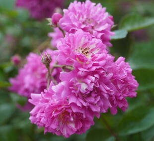 娇艳粉色蔷薇花绽放