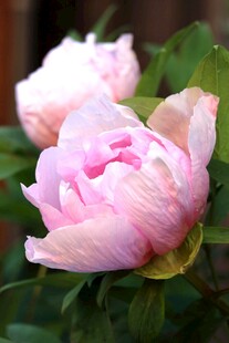 娇艳粉色芍药花绽放