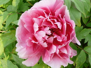 娇艳粉色牡丹花绽放