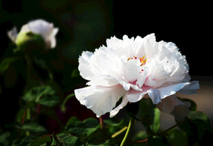 盛开的白色牡丹花