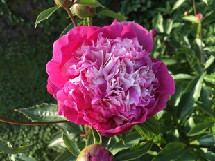 娇艳盛开的粉色牡丹花