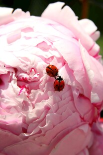 粉色花朵上的瓢虫