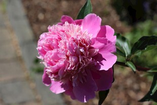 娇艳粉色芍药花