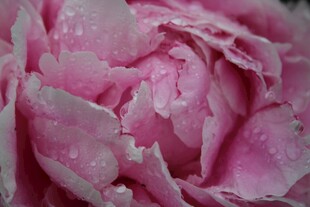 娇艳带露粉色牡丹花