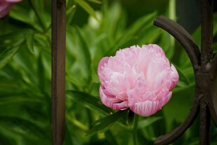 娇艳粉色芍药花