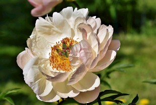 盛开的柔美浅色牡丹花