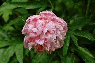 娇艳盛开的粉色牡丹花