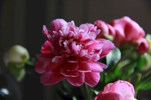 娇艳粉色芍药绽放