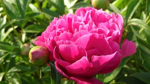 娇艳盛开的粉色芍药花