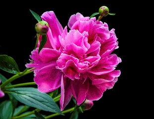 娇艳盛开的粉色牡丹花