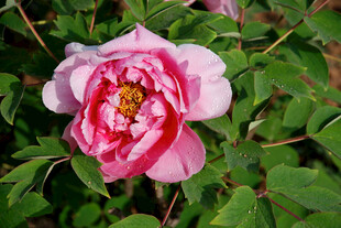 娇艳盛开的粉色牡丹花