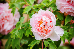 娇艳盛开的粉色牡丹花