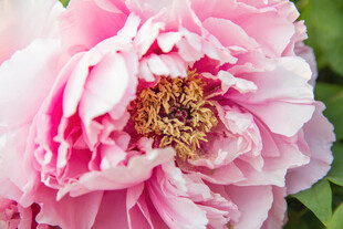 娇艳盛开的粉色牡丹花