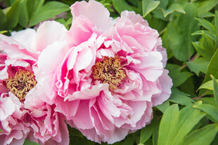 娇艳盛开的粉色牡丹花