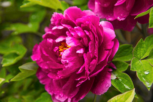 娇艳欲滴的深粉牡丹花