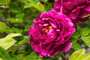 娇艳绽放的深紫牡丹花