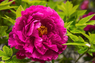 娇艳盛开的玫红色牡丹花