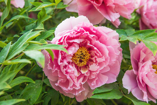 娇艳盛开的粉色牡丹花