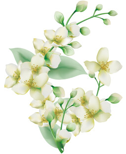 清新茉莉花插画