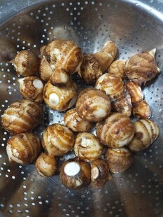 小芋头