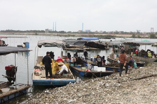 湛江河边停泊的船只与人群