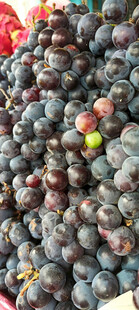 新鲜多样葡萄