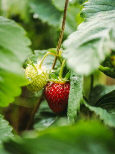 绿叶间的鲜红草莓